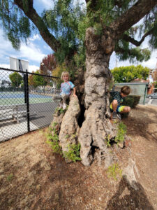 Two kids outside playing on the trunk of a very big tree.